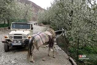 پرسون
