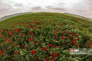 شقایق وحشی