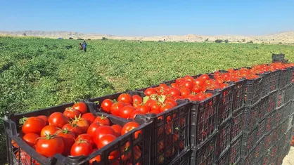 سطح زیر کشت گوجه&zwnj;فرنگی در گچساران به ۸۶۸ هکتار رسید