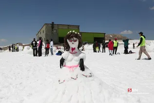 دبب