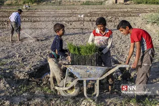 شالی برنج