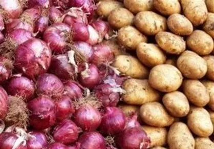 مازاد ۳۵۰ هزار تنی تولید سیب&zwnj;زمینی و پیاز در زنجان