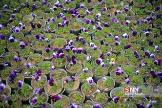 صدای پای بهار