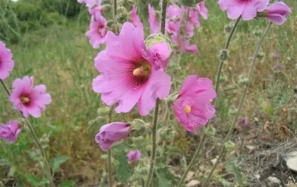 تب کودکان را با این گیاه معجزه آسا پایین بیاورید