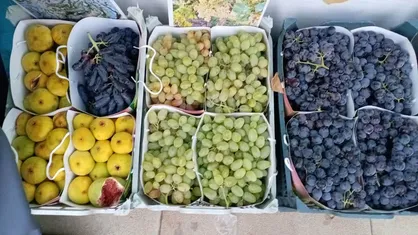آغاز به کار چهارمین جشنواره انگور سیاه سردشت