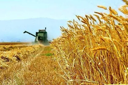 کاهش ۳۰ درصدی تولید گندم/ دولت امسال فقط ۵ میلیون تن از کشاورزان خرید