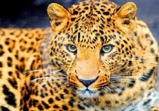 مشاهده پلنگ ایرانی در خراسان رضوی برای نخستین بار