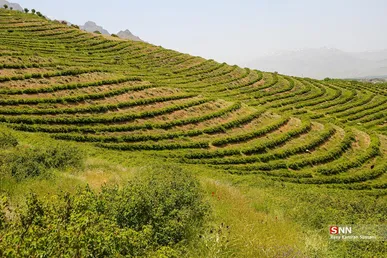 برداشت گل محمدی از مزارع چلیچه
