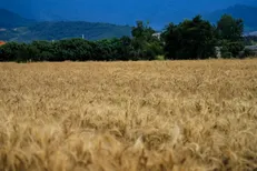 یک سیلوی ذخیرۀ گندم در شهرستان هویزه هدف قرار گرفت