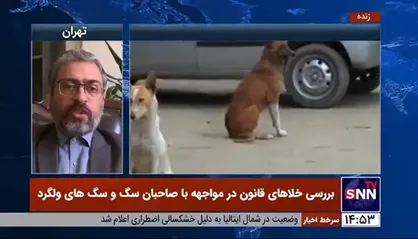 وکیل دادگستری: شهرداری&zwnj;ها باید درمورد جمع آوری سگ&zwnj;های ولگرد اقدام کنند/ اگر سگی که دارای صاحب است به کسی آسیب برساند مالک آن باید قصاص شود