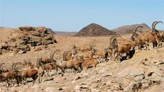 ظهرابی: اطلس ذخیره‌گاه‌های زیست‌کره ایران در نمایشگاه بین‌المللی محیط‍زیست رونمایی می‌شود