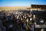 بازار دام