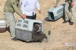 رهاسازی ۹ قطعه پرنده شکاری و آبزی در تالاب بهشت معصومه