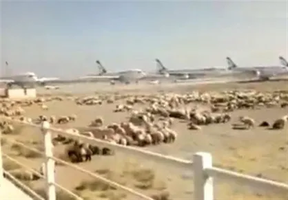 اطلاعیه دامپزشکی درباره گوسفندهایی که در فرودگاه امام چریدند