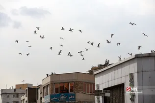 پرندگان مهاجر
