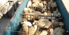 جایگاه‌های عرضه بهداشتی دام در روز عید قربان راه اندازی می‌شود