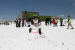 دبب