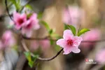 چند قدم مانده تا بهار