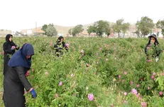 ۲ تن گل محمدی از اراضی مزرعه آموزشی  دانشگاه آزاد شهرکرد برداشت شد