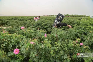  برداشت گل محمدی در قم 