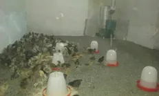 گروه شهید وزوایی در مناطق محروم نهبندان مرغداری احداث کرد
