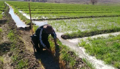 آشفتگی، از کِشت تا قیمت