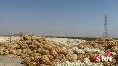 رئیس سازمان تعاون روستایی کشور در جیرفت: مطالبات کشاورزان به زودی پرداخت می‌شود