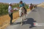 اسب