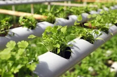 سیستم‌های کشت هیدروپونیک در دانشگاه خلیج فارس بوشهر طراحی و ساخته شد