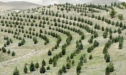 جزئیات اجرای طرح مردمی کاشت یک میلیارد درخت در کشور