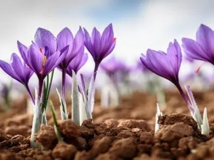 سیستم نوآوری و فناوری کشور برای حل شبکه مسائل زعفران باخرز فعال می&zwnj;شود