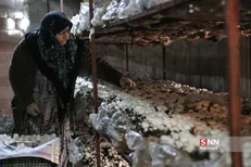 قطار اشتغال‌زایی بنیاد برکت به گیلان رسید