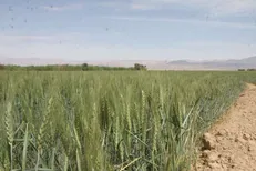 تدوین طرح «جهش تولید در دیمزارها»