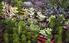 کنگره گیاه پزشکی ایران به میزبانی دانشگاه علوم کشاورزی گرگان برگزار می‌شود