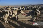 بازار دام