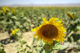 آفتاب گردون