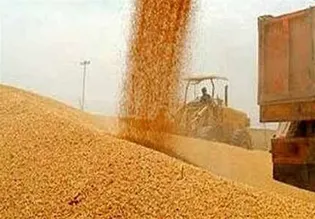 واریز تدریجی ۱۱۰ همت دیگر از مطالبات گندم‌کاران تا ۲۵ مرداد