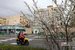 چند قدم مانده تا بهار