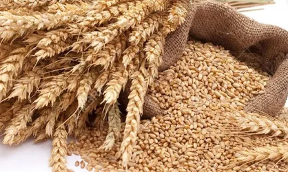 رعایت پروتکل&zwnj;های بهداشتی در زنجیره گندم و آرد