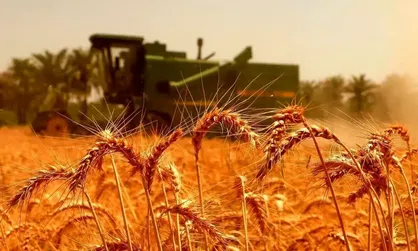 پرداخت مطالبات گندم کاران از امروز آغاز می&zwnj;شود