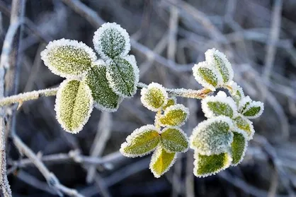 پیش&zwnj;بینی کاهش دما و یخ&zwnj;زدگی در برخی مناطق لرستان