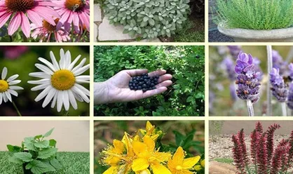 صادرات ۵۷۰ میلیون دلاری گیاهان دارویی