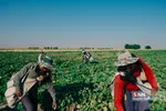 برداشت طالبی از مزارع قم