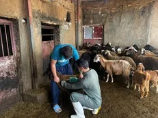 ایمن‌سازی ۱۵ هزار دام سبک در مناطق سخت‌گذر دیشموک علیه آبله و طاعون