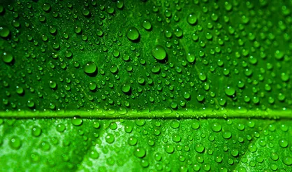 چرا گیاهان سبزند؟ / انعطاف&zwnj;پذیری برای کنترل میزان انرژی مورد نیاز