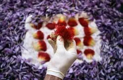 واکنش جالب کشاورز زعفران&zwnj;&lrm;کار به قیمت نجومی زعفران/ تقی&zwnj;پور: زعفران گران نشده و هنوز به قیمت اصلی اش نرسیده است!