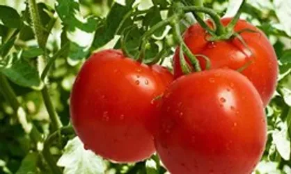 پای گوجه به قاچاق باز شد/ کشف 37 تن گوجه قاچاق در گمرک