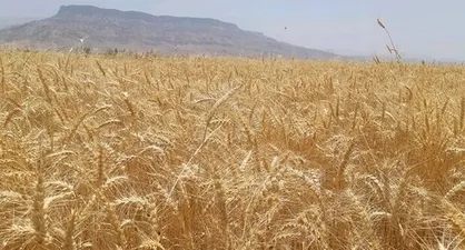 فائو: امسال تولید گندم در ایران ۴ میلیون تُن افزایش می&zwnj;یابد