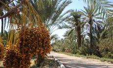 برداشت بیش از ۸ هزار تن خرما در خرمشهر