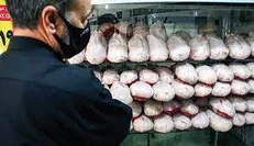 سوءمدیریت تولید مرغ در تولید گندم تکرار می‌شود؟!